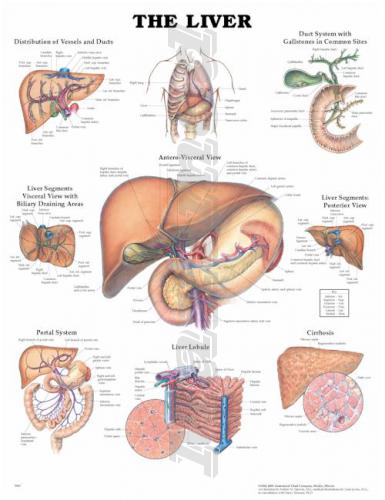 Плакат печени, анатомическая схема